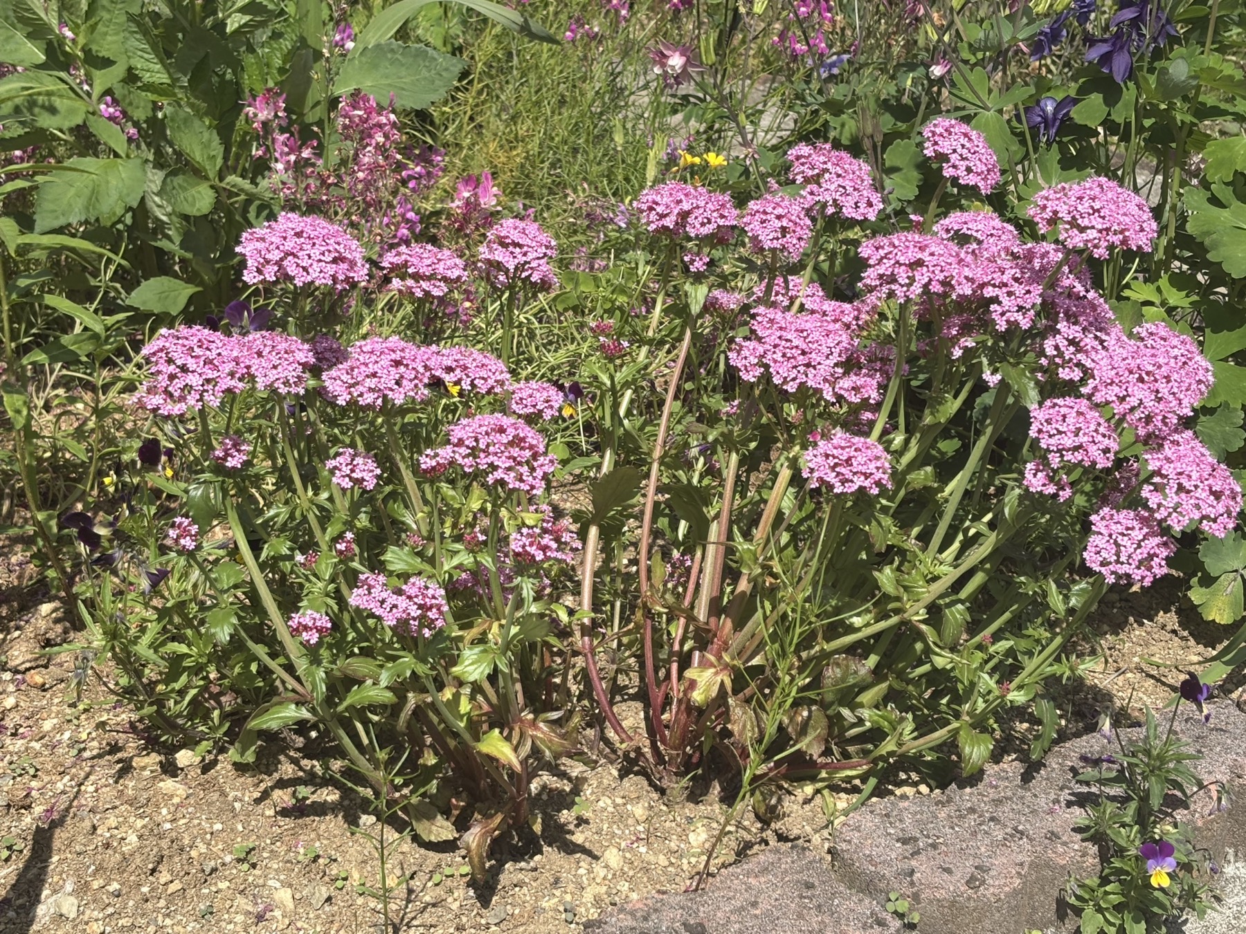 お店の前に咲く季節のお花